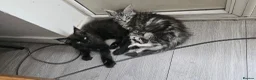 Maine Coon cats for sale: 💙 Male Maine Coon kitten TICA registered 💙 - Advert 3