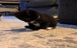 Mixed Breed cats for sale: 4 adorable kittens looking for a new home - Image 4