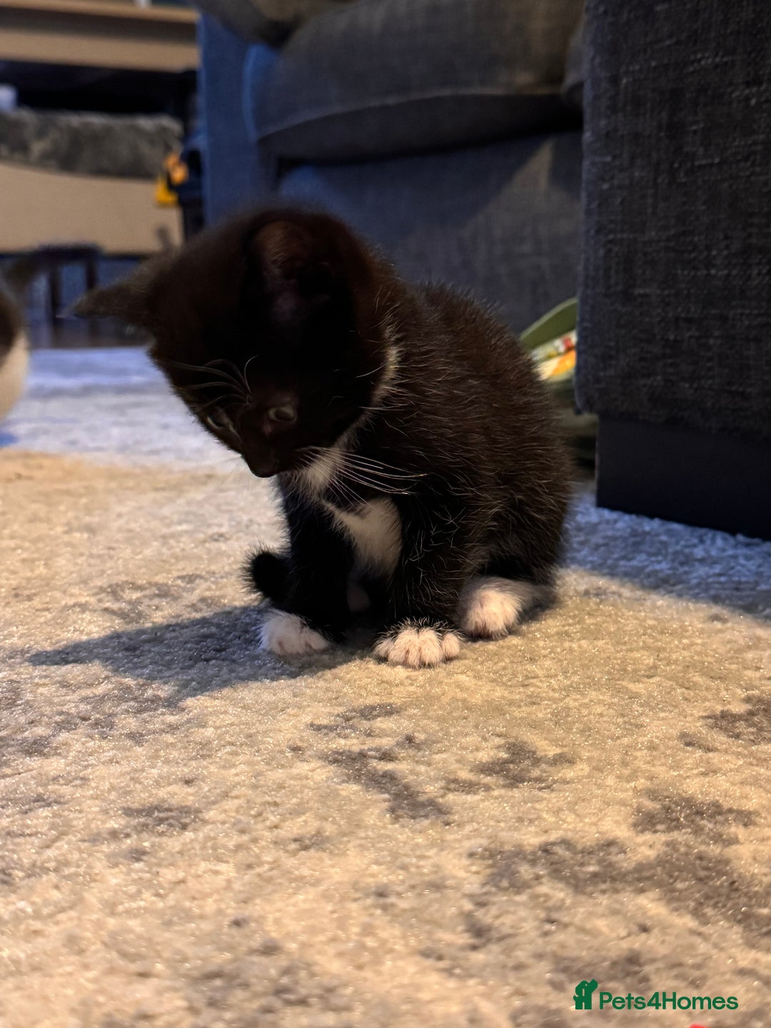 Mixed Breed cats for sale: 4 adorable kittens looking for a new home - Image 4
