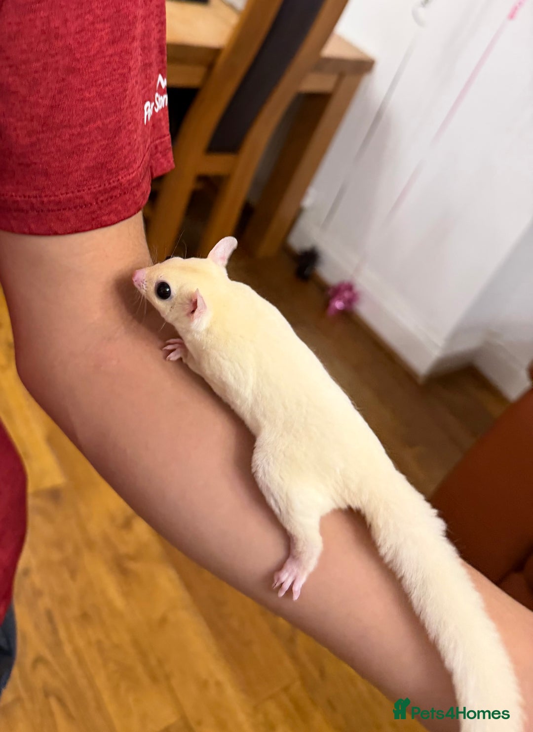 Sugar Glider rodents for sale:  2 Female Sugar Gliders – 5 Months Old (Tame) - Image 12