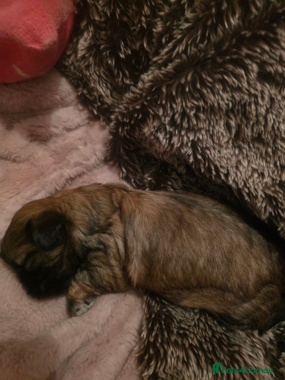 Shih Tzu dogs for sale: Teddy Bear Shiuz - Advert 3