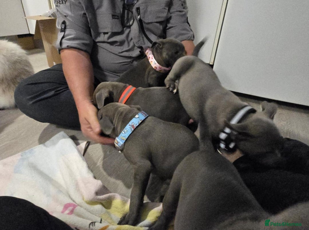 Staffordshire Bull Terrier dogs for sale: Healthy Favoured Blue Staffys for sale.  - Image 3
