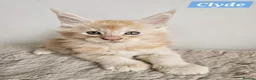 Maine Coon cats for sale: Exceptional red Maine Coon boys - Advert 11