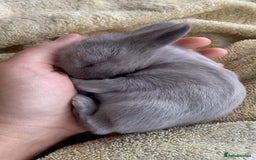 Mixed Breed rabbits for sale: Rabits - Image 5