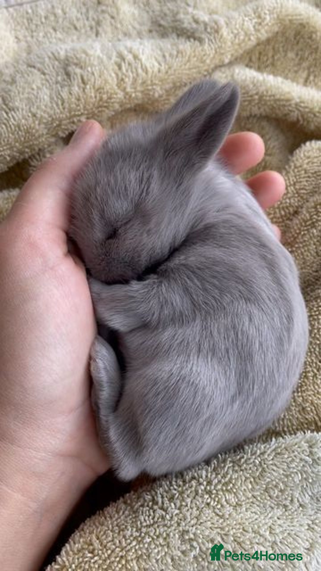 Mixed Breed rabbits for sale: Rabits - Image 5