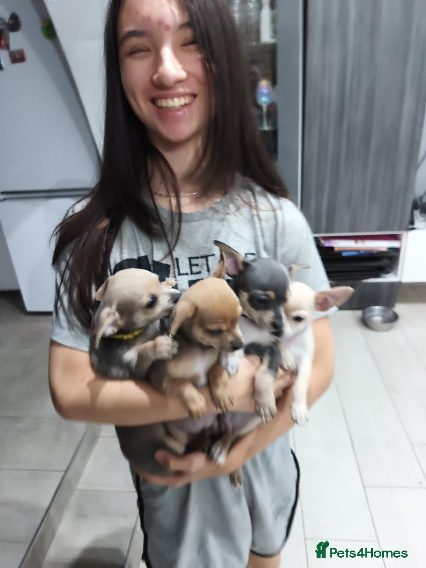 Chihuahua dogs for sale: 🐾4 Adorable Chihuahua Puppies Need Loving Homes🐾 - Advert 1
