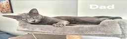 Russian Blue cats for sale: 1 boy and 1 girl Russian Blue - Advert 5
