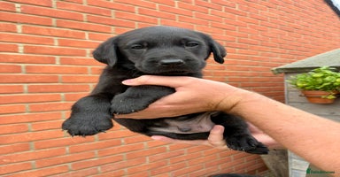 Labrador Retriever dogs - Advert 13