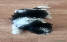 Biewer Terrier dogs for sale: Beautiful Biewer terrier for sale  - Image 15