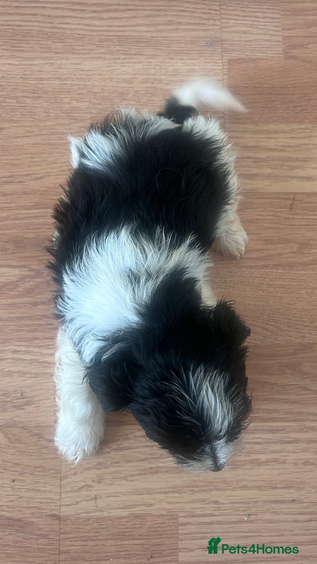 Biewer Terrier dogs for sale: Beautiful Biewer terrier for sale  - Image 15