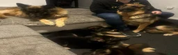 German Shepherd dogs for sale: Male GSD Puppy 13 weeks in South Shields - Advert 2