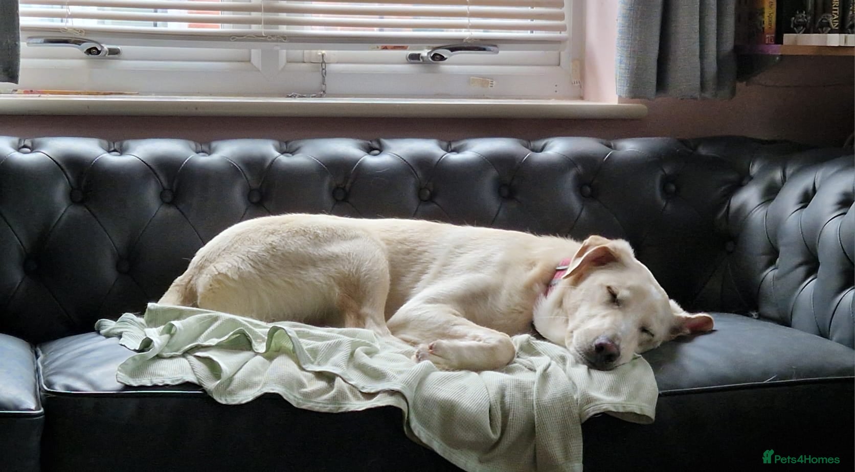 Mixed Breed dogs 💙MOROZKO💙 9 MONTHS -WELL BEHAVED-VERY FRIENDLY - Advert 2