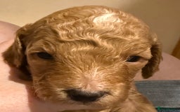 Cockapoo dogs for sale: F1 Cockapoo's - Image 23