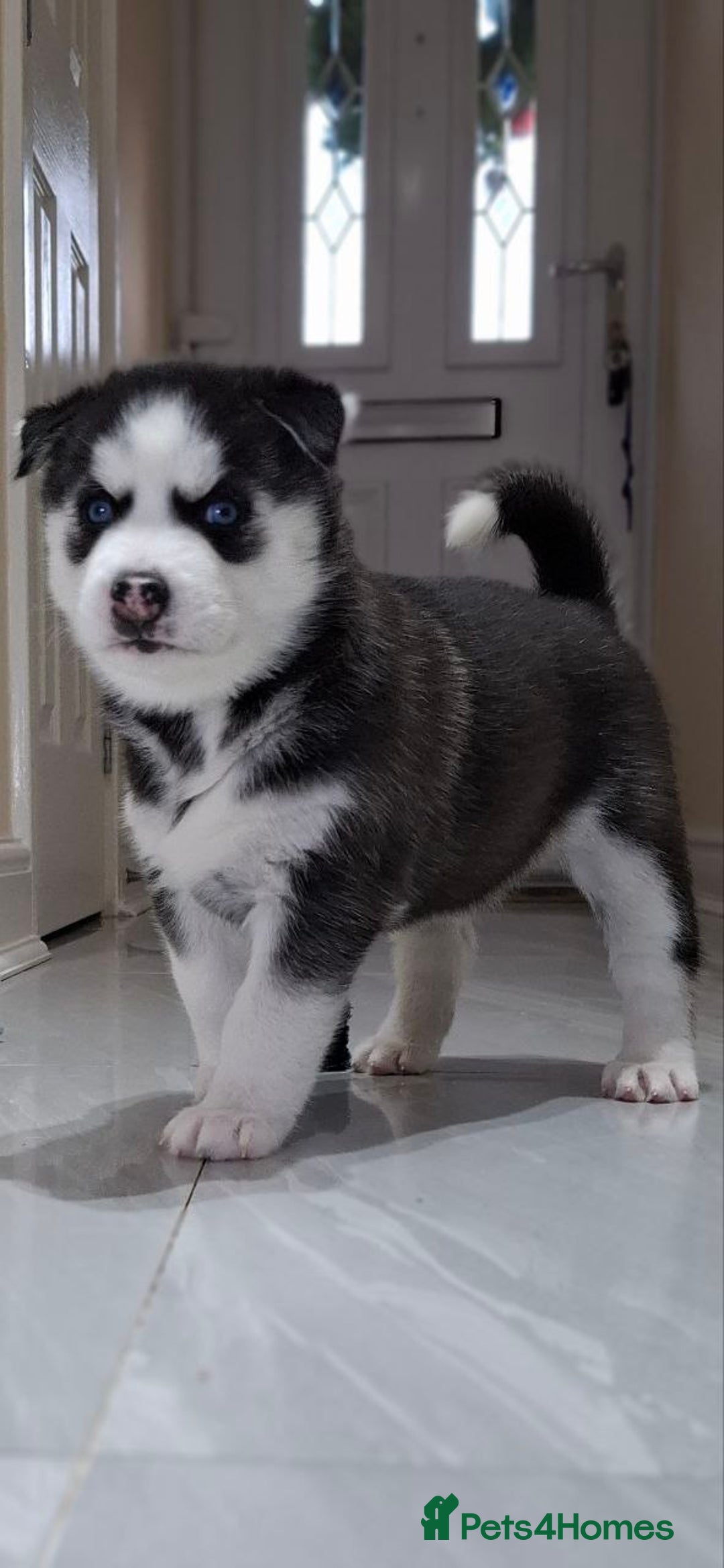 Siberian Husky dogs for sale: Siberian Huskies 1 Male 4 Female - Advert 12