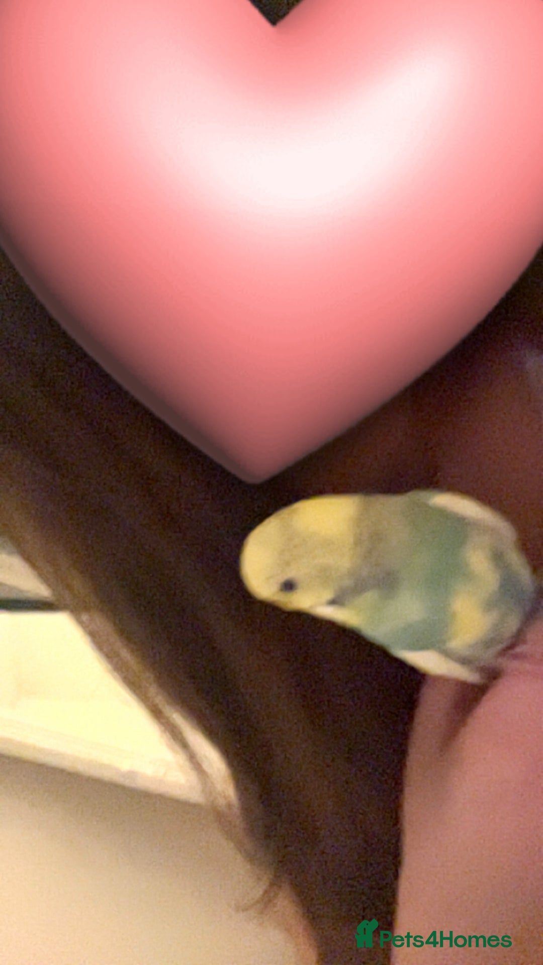 Budgerigars birds for sale: budgies  - Advert 5