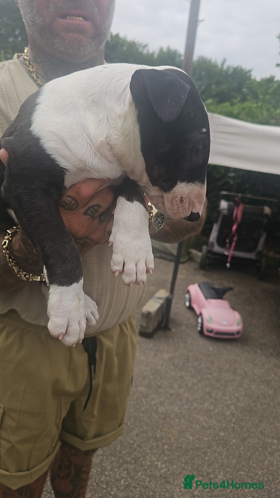 English Bull Terrier dogs for sale: English bullterrier pups for sale  - Image 6