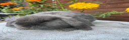 Mini Lop rabbits for sale: Mini lop bucks  ready to go now  - Advert 12