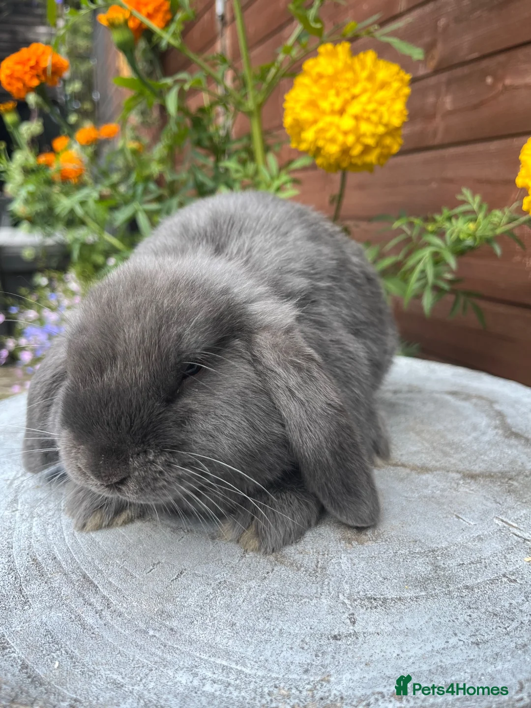 Mini Lop rabbits for sale: Mini lop bucks  ready to go now  - Advert 12