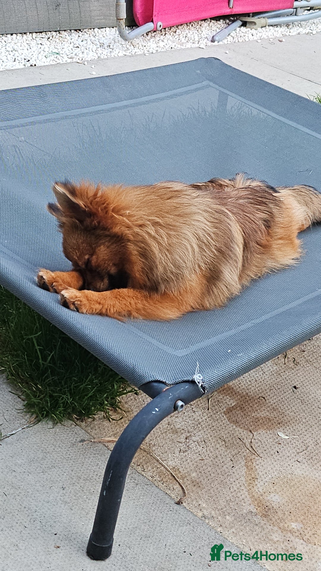 Pomeranian dogs for stud: Prince pomeranian  - Image 3