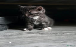 Mixed Breed cats for sale: 🐾 Beautiful Kittens – Tabby x Neva Masquerade  🐾 - Image 10