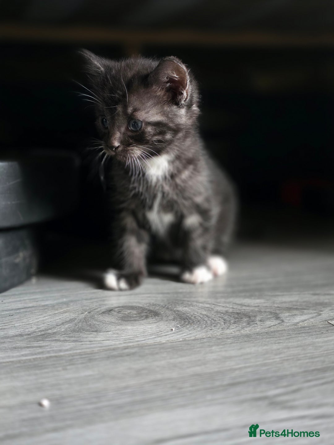 Mixed Breed cats for sale: 🐾 Beautiful Kittens – Tabby x Neva Masquerade  🐾 - Image 10