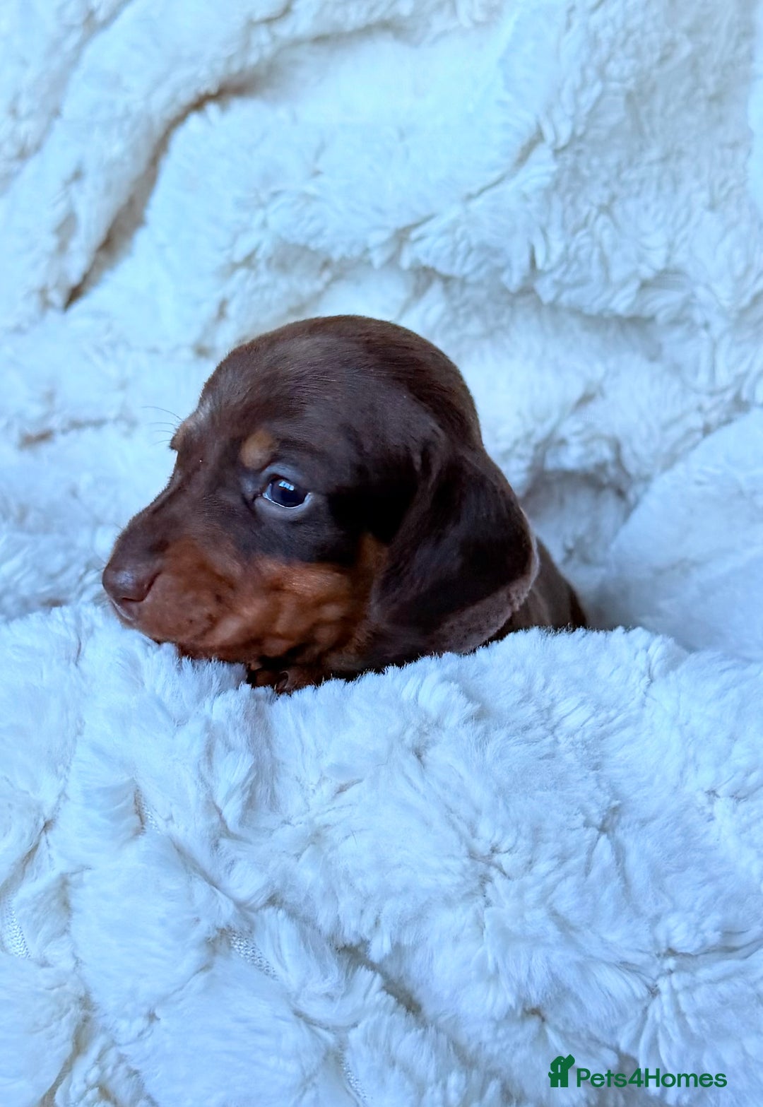 Miniature Dachshund dogs for sale: 🩵🩷✨ STUNNING MINIATURE DACHSHUND LITTER ✨🩷🩵 - Advert 11