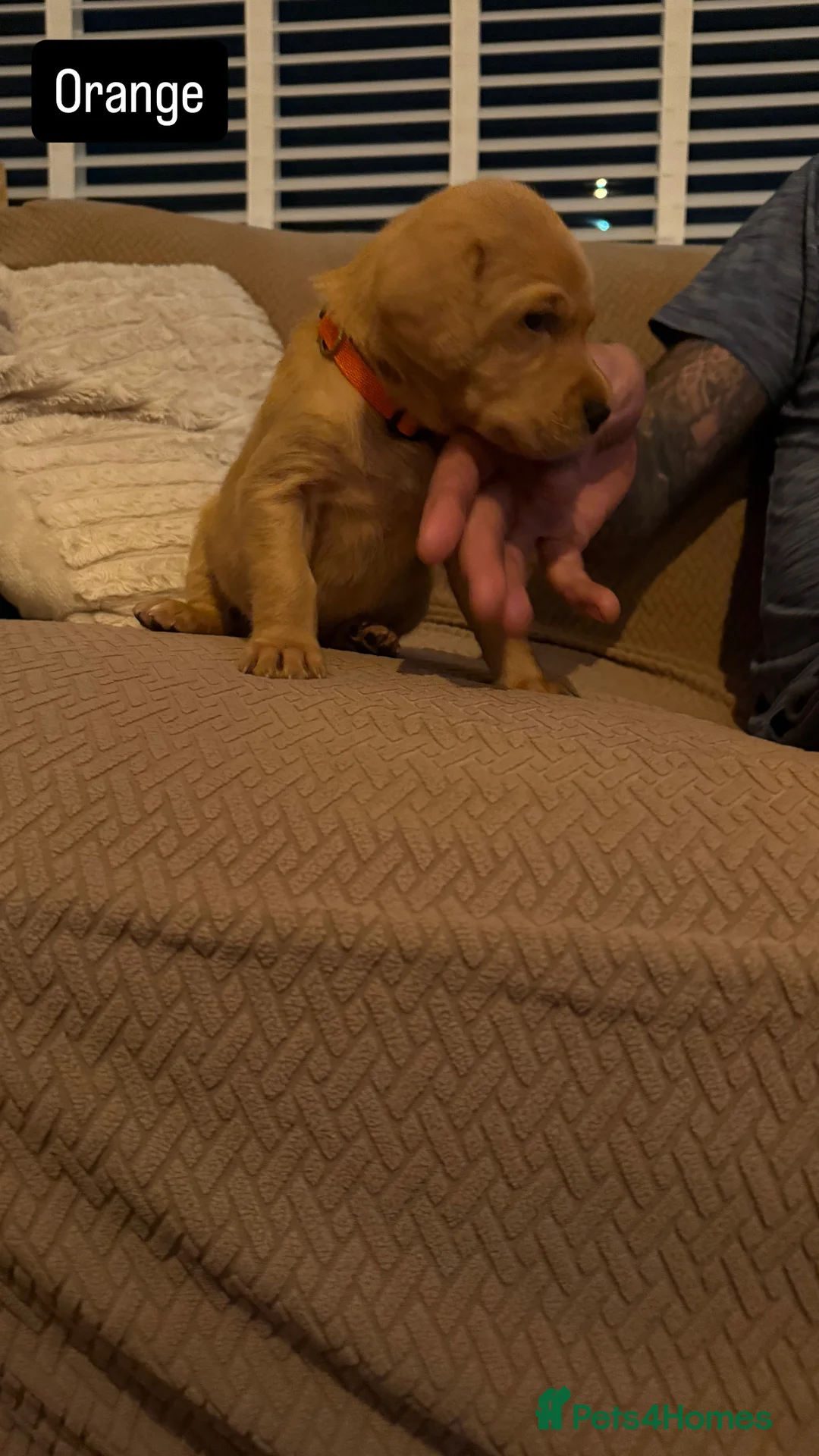 Goldador dogs for sale: Goldador Puppies  - Advert 7