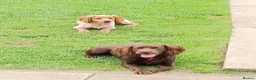 Cocker Spaniel dogs for sale: KC registered working cocker spaniel pups in Goole - Advert 27