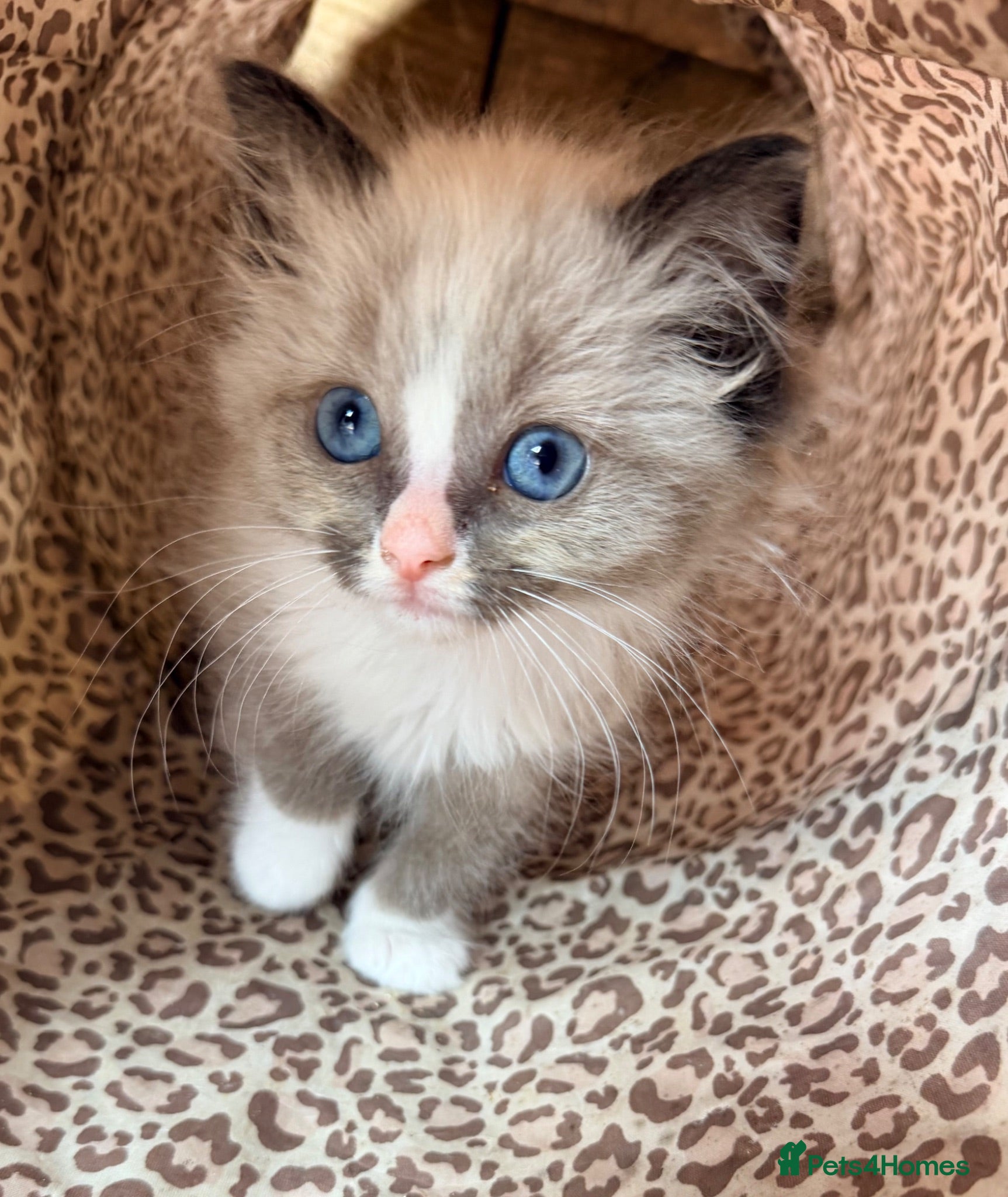 Ragdoll cats Stunning ragdoll kittens ready now  - Advert 2