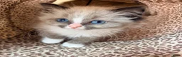 Ragdoll cats for sale: Stunning ragdoll kittens ready now  - Advert 1