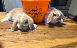 Mini Lop rabbits for sale: Mini lop babies  - Image 2