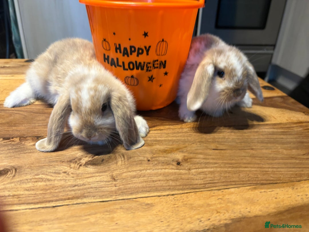 Mini Lop rabbits for sale: Mini lop babies  - Image 2