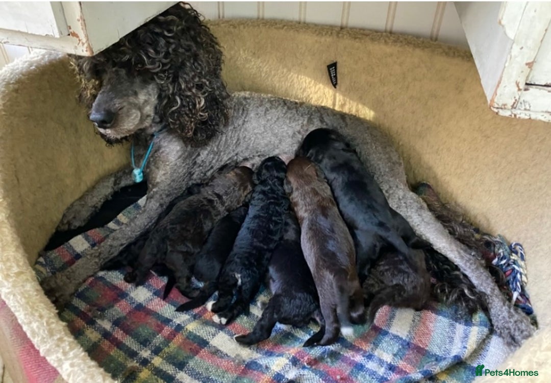 Mixed Breed dogs for sale: One little girl left  - Image 12