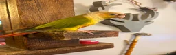Conures birds for sale: Male pineapple conure  - Advert 2