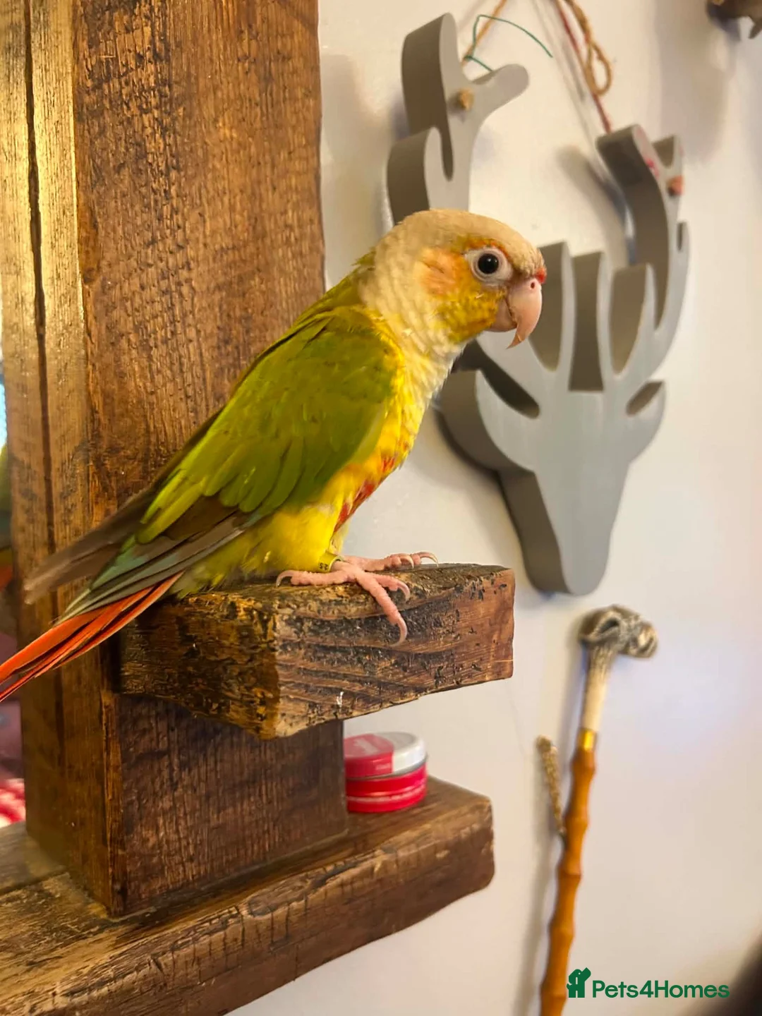 Conures birds for sale: Male pineapple conure  - Advert 2