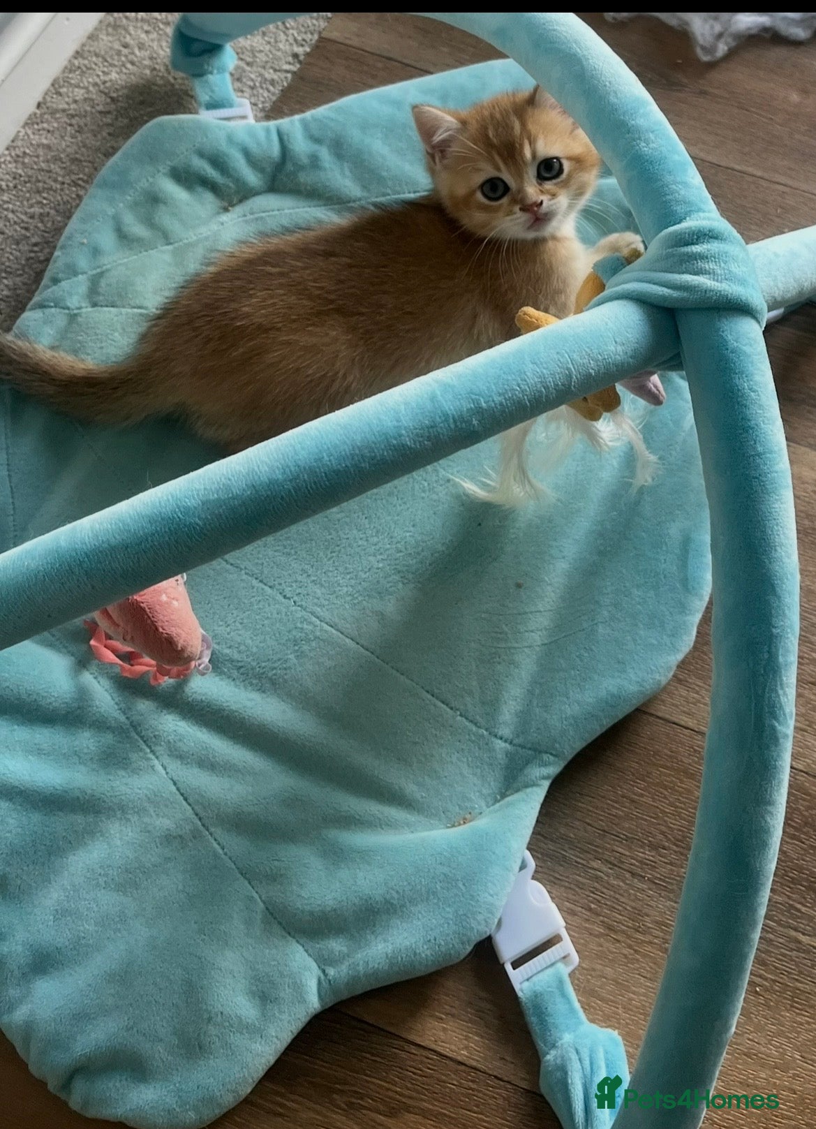 British Shorthair cats GOLDEN NY12 GRAND CHAMPION BLOODLINE  - Advert 1