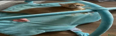 British Shorthair Kitten 2
