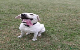 Labrador Retriever dogs for sale: Female labrador  - Image 4