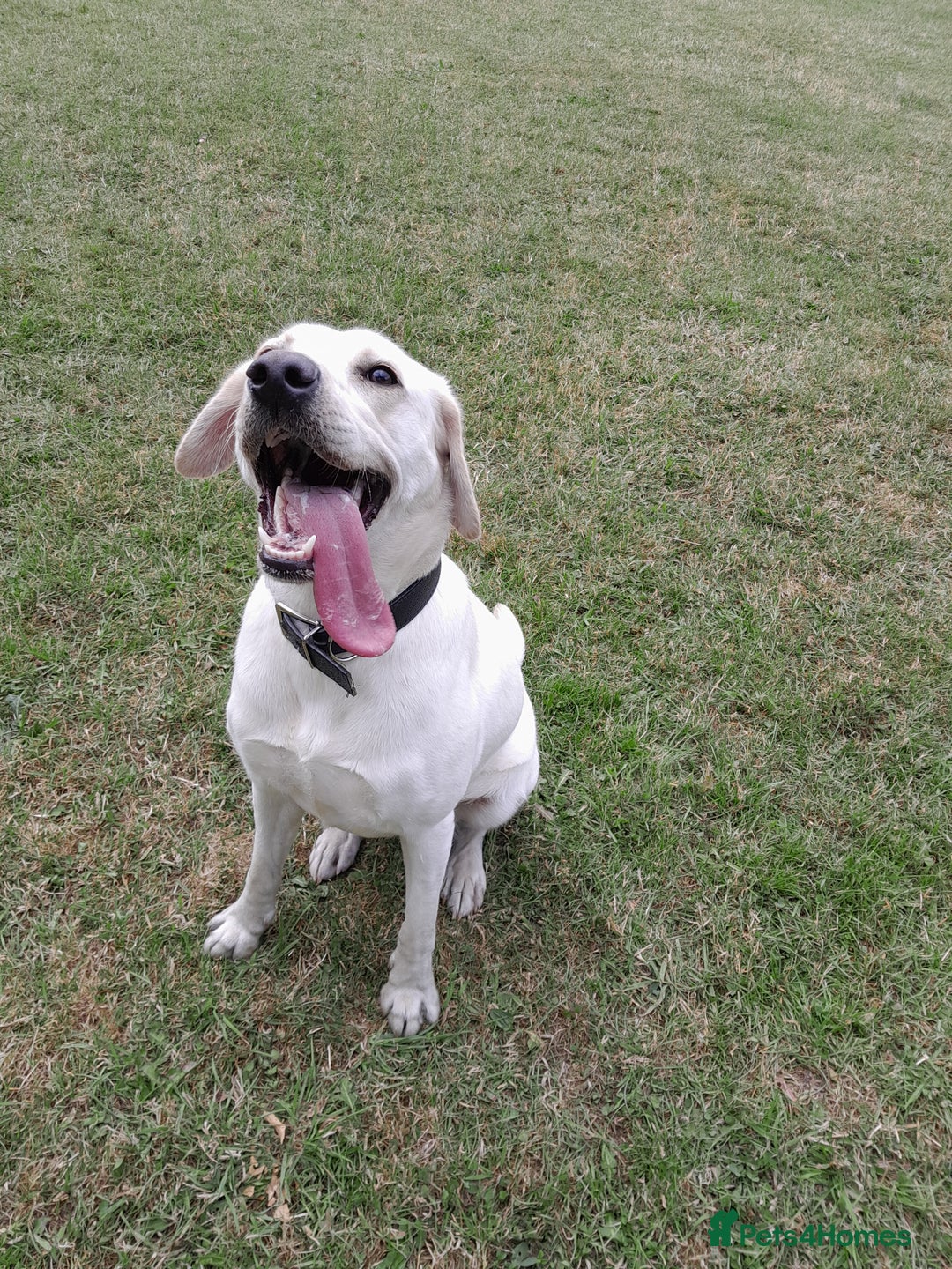 Labrador Retriever dogs for sale: Female labrador  - Image 4