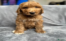 Goldendoodle dogs for sale: STUNNING GOLDEN DOODLES READY NOW - Image 7