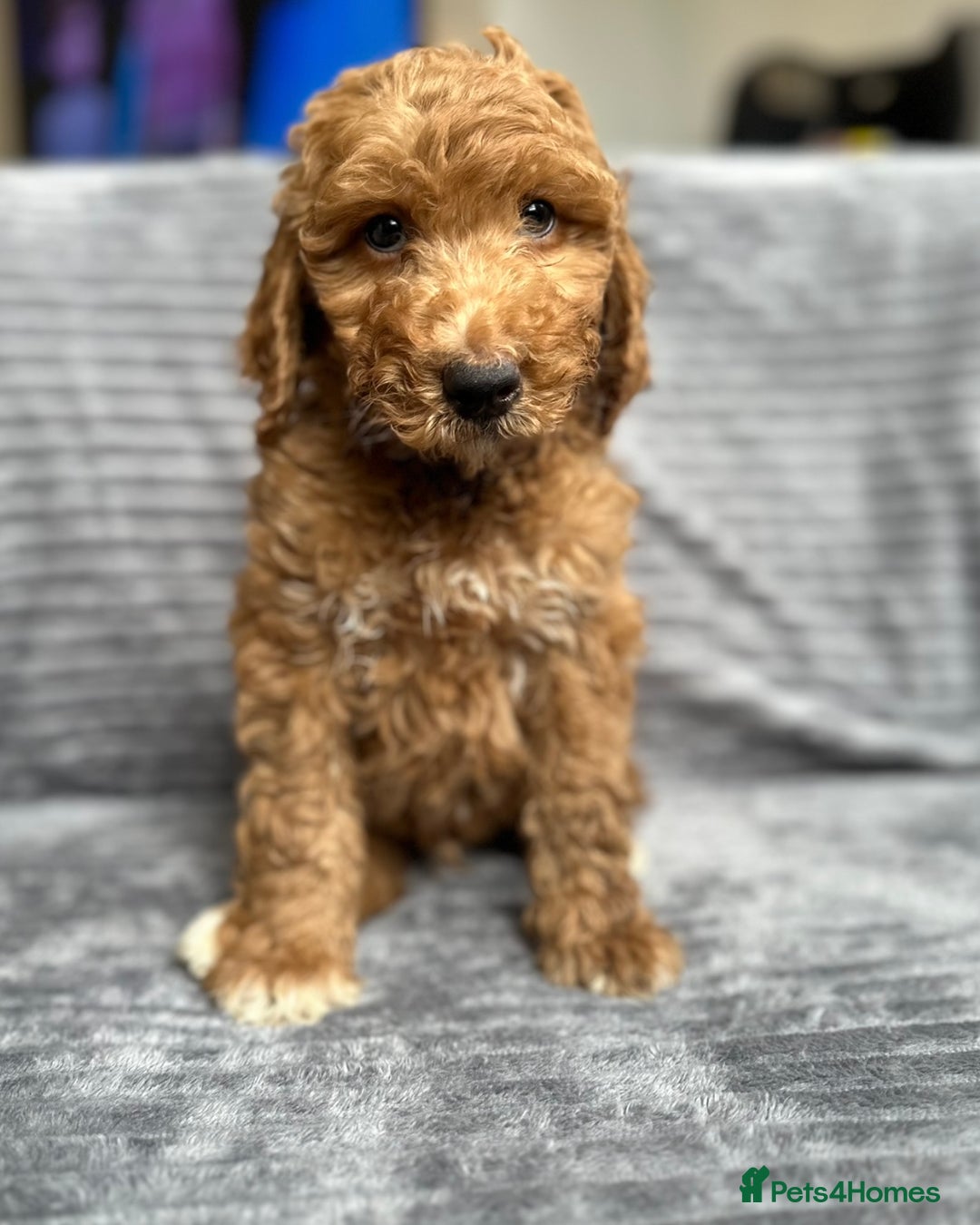 Goldendoodle dogs for sale: STUNNING GOLDEN DOODLES READY NOW - Image 7