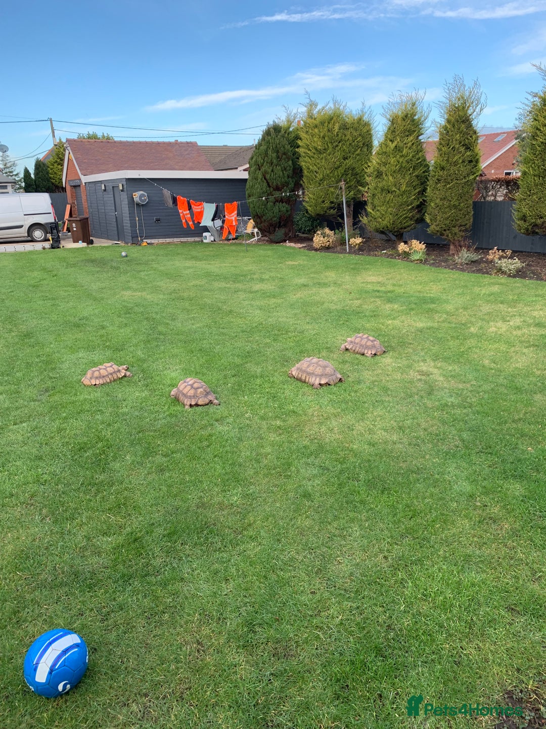 Tortoise reptiles for sale: Home for Unwanted Tortoises - Advert 3