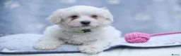 Maltese dogs for sale: Purebred Maltese Puppies – Loving Homes 🐶💛 - Advert 3