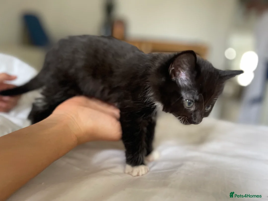 Mixed Breed cats for sale: lovely kittens  in London - Advert 8