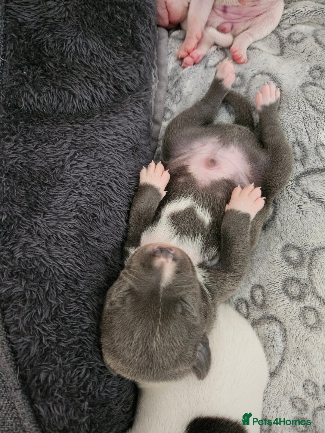 Staffordshire Bull Terrier dogs for sale:  Unique Classic Markings - Image 2