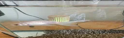 Goldfish fish for sale: Goldfish  in Cardiff - Advert 2