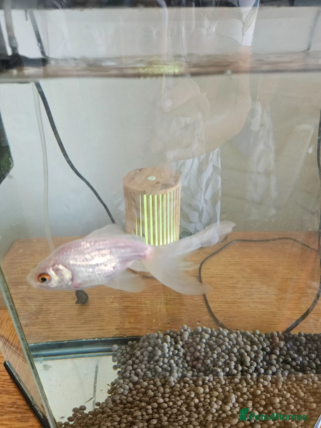 Goldfish fish for sale: Goldfish  in Cardiff - Advert 2