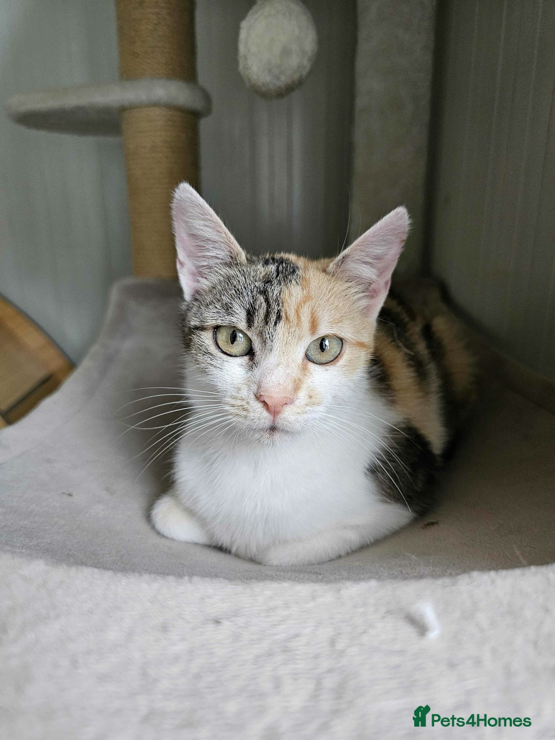 Mixed Breed cats for adoption: Laurie - Brandon Suffolk  - Image 1