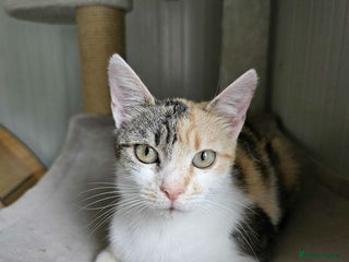 Mixed Breed cats - Advert 1