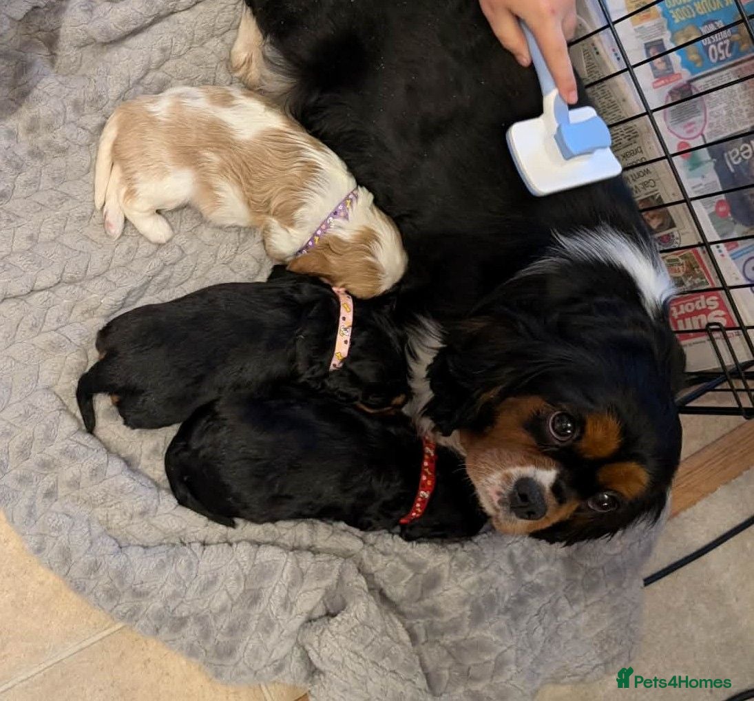 Cavalier King Charles Spaniel dogs Cavalier puppies  - Advert 3